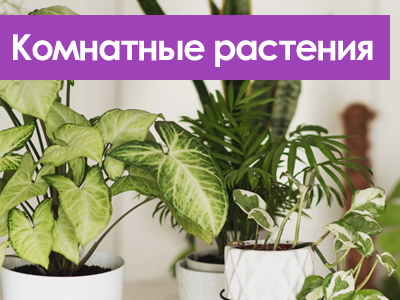 Комнатные растения