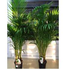 Areca Dypsis