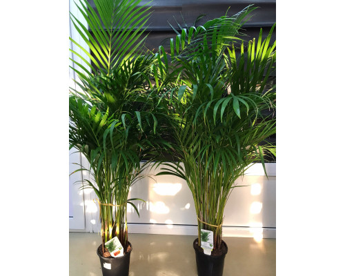 Areca Dypsis